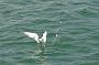 436 Auray - Golfe de Morbihan